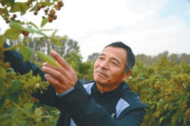 天戈资本 扎根树莓产业&#32;带领乡亲蹚出致富路